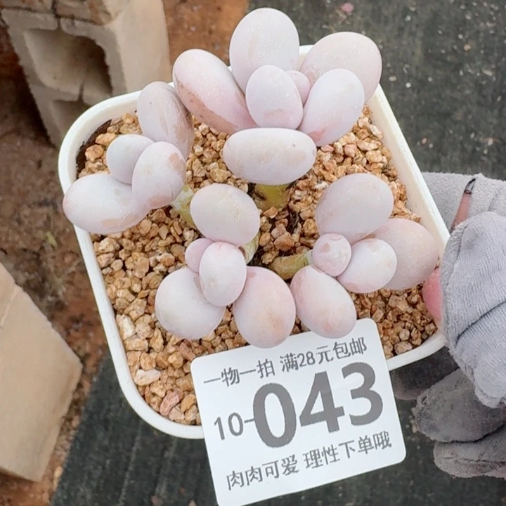 蛋黄奶多肉无盆土发货无盆