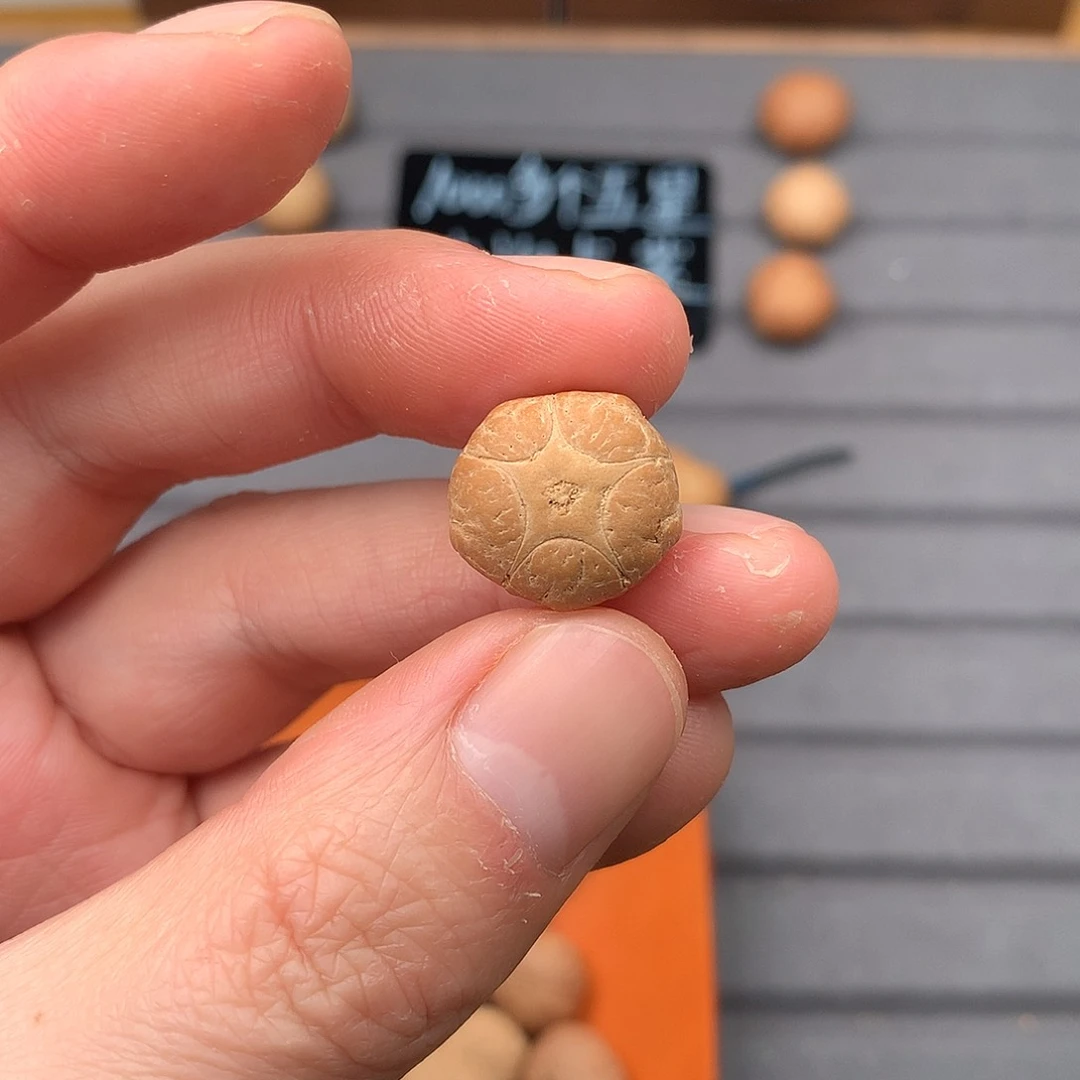 吊坠凤眼菩提16+五星，非质量问题开孔不退