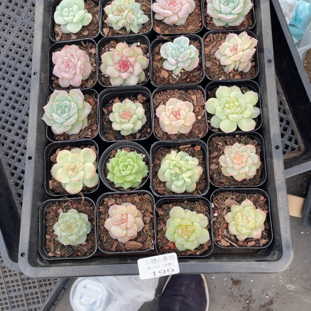 一****?云糖心多肉植物199