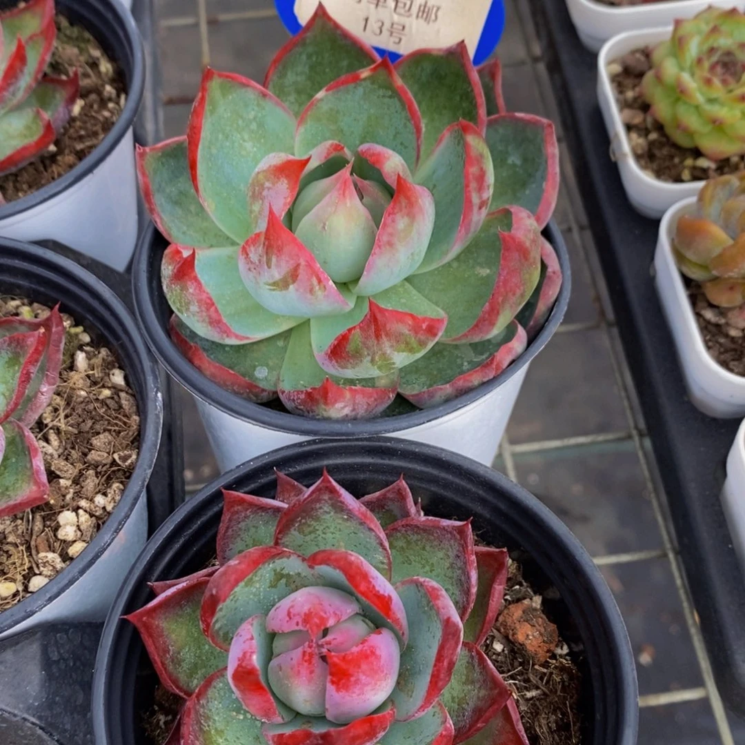 13-开播福利惊鸿仙子买大的送小的