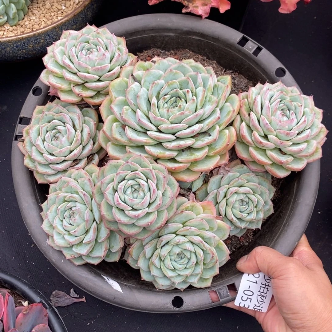 两单包邮1021-53粉水晶