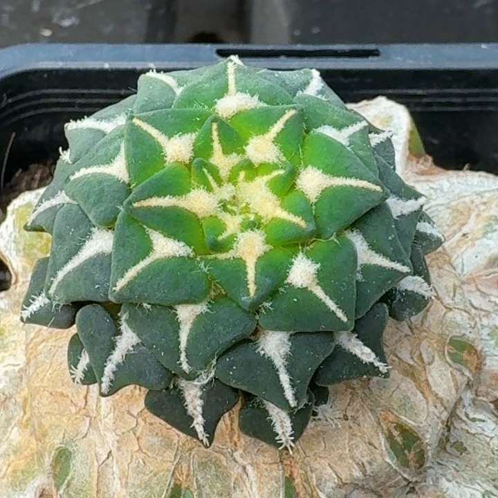 无花朵福利苗接姬牡丹081