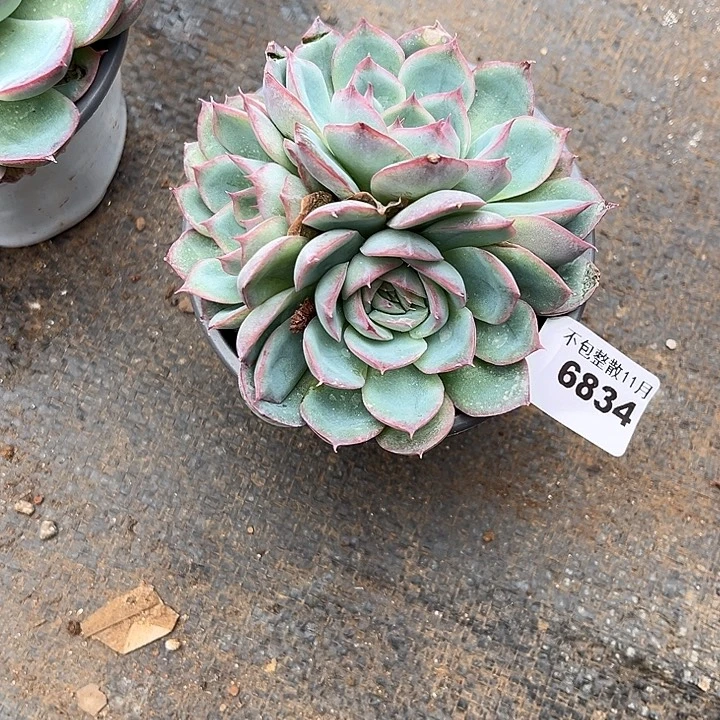 阿雅园艺。      6834侧影