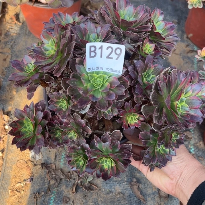 微瑕安娜多肉植物129.