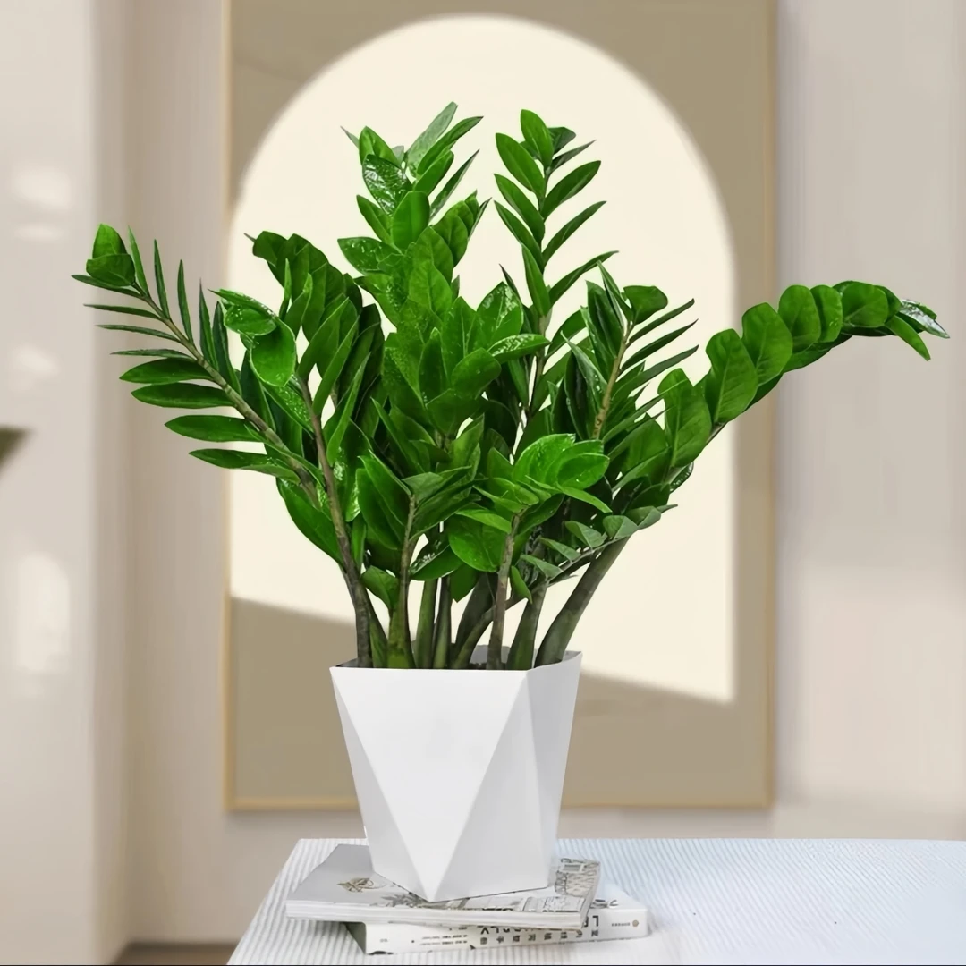 【四季常青】A金钱树50-60cm钱串招财旺宅室内客厅办公室8-12株/盆