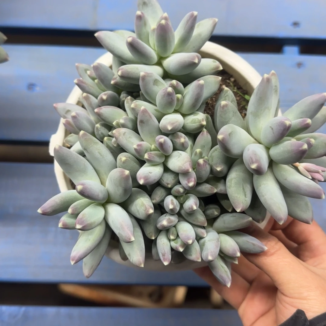 星空美人多肉，发货点延迟