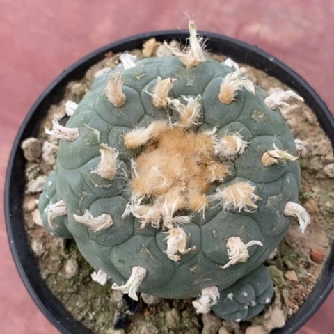 实生大鱼6仙人球