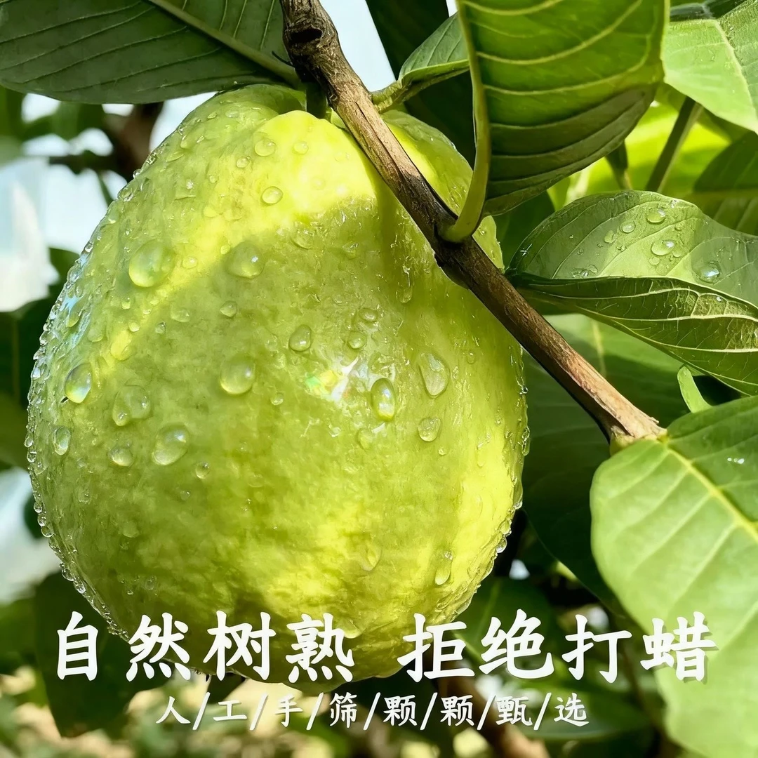 【潮汕特产】白心珍珠芭乐番石榴，自产自销现摘现发脆甜可口