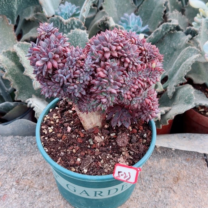 萌****精品多肉植物老桩