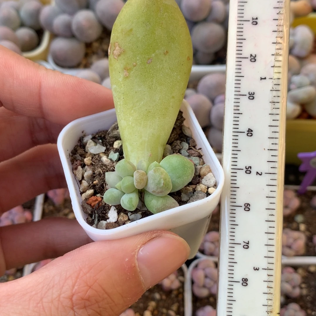 乌里韦亚叶插苗多头