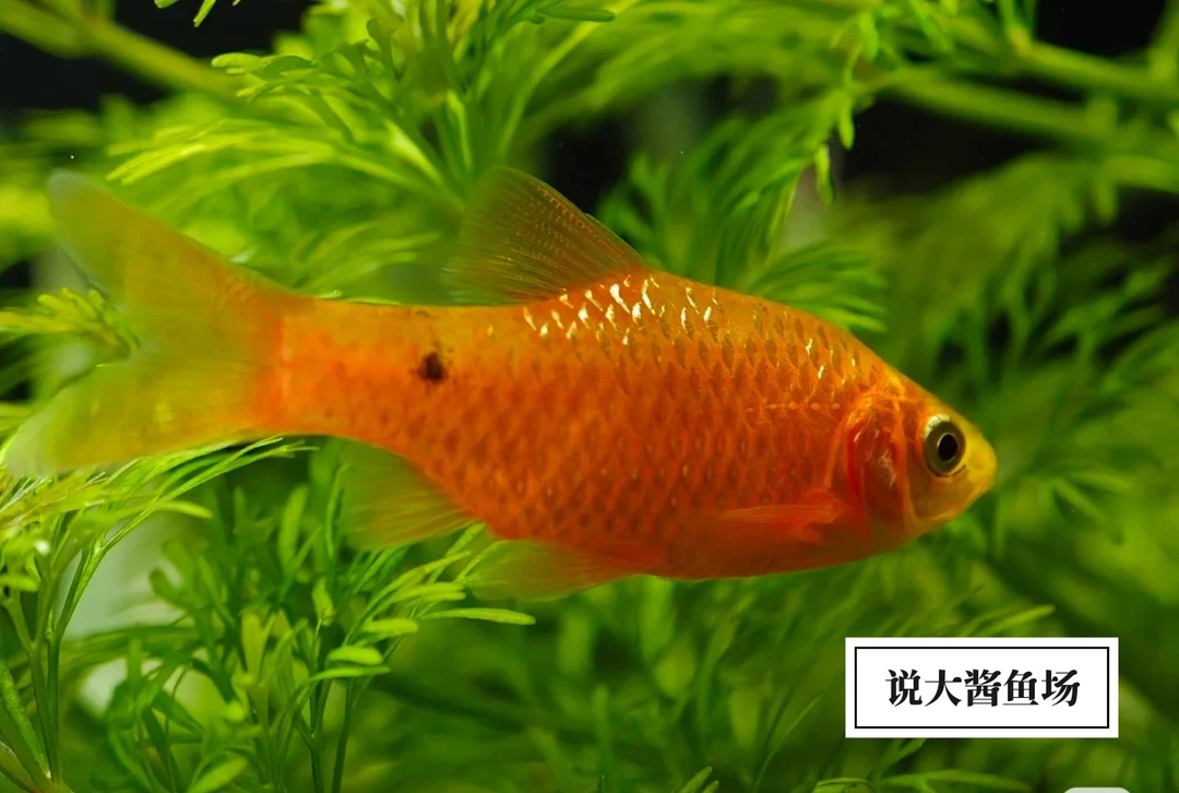 【玫瑰鲫】（金元宝鱼）热带观赏鱼冷水耐养适合新手草缸混养