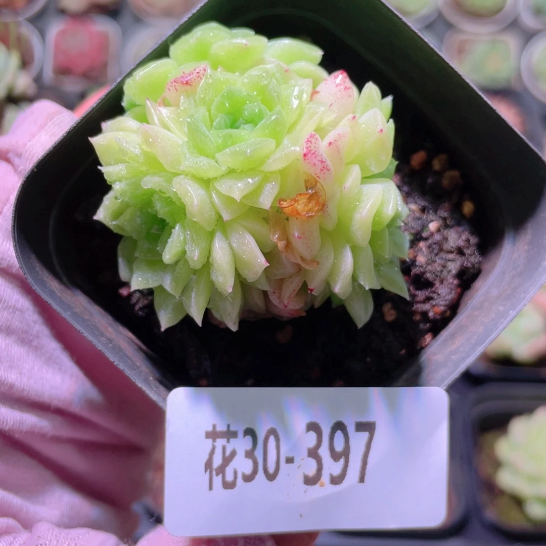 花利美30-397麦秆