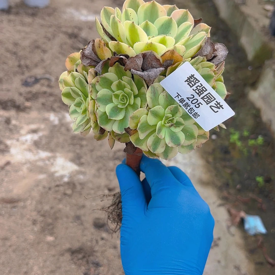 雨荷多肉植物小手捧205