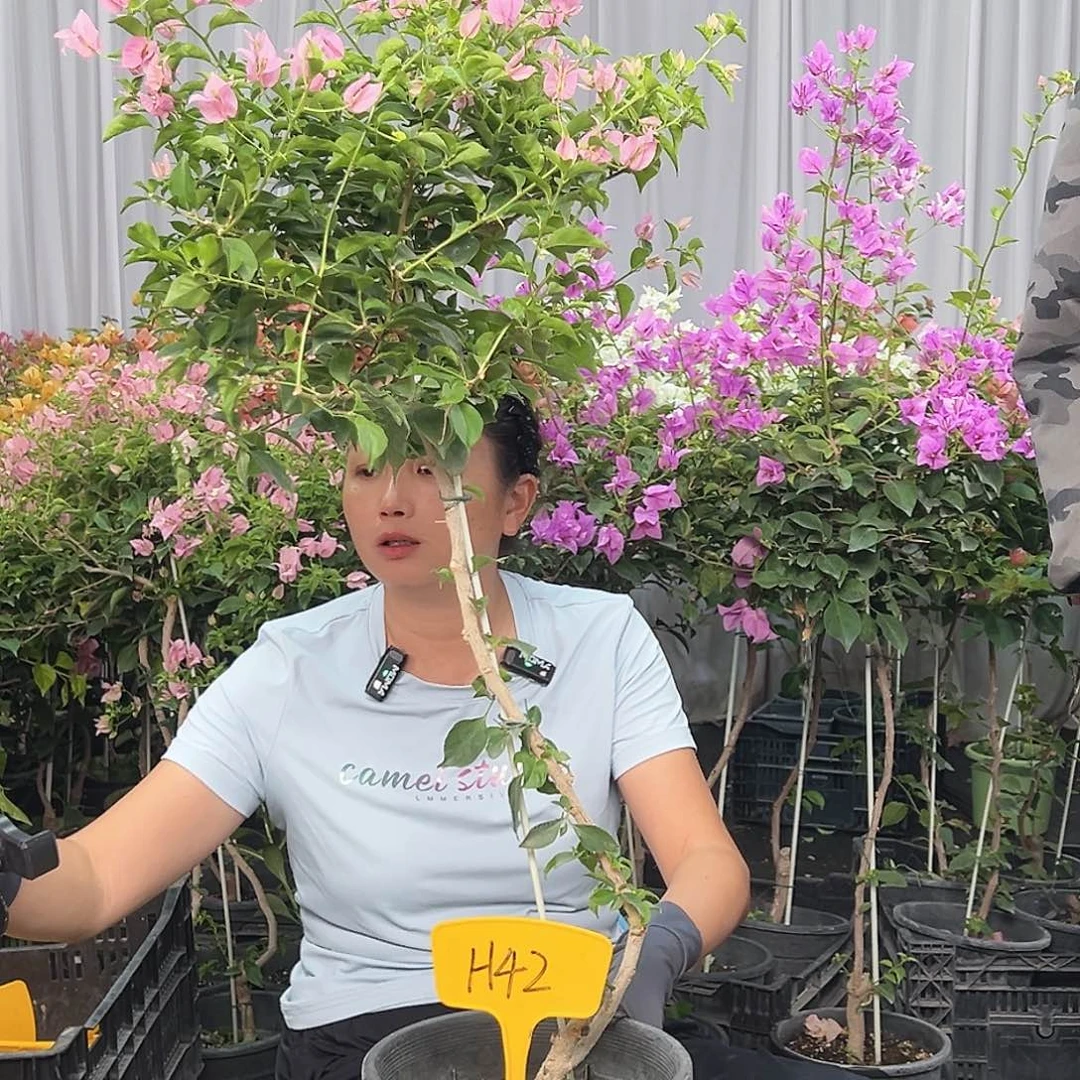 微***笑当前无花栽培后可以开花H42魔法樱花
