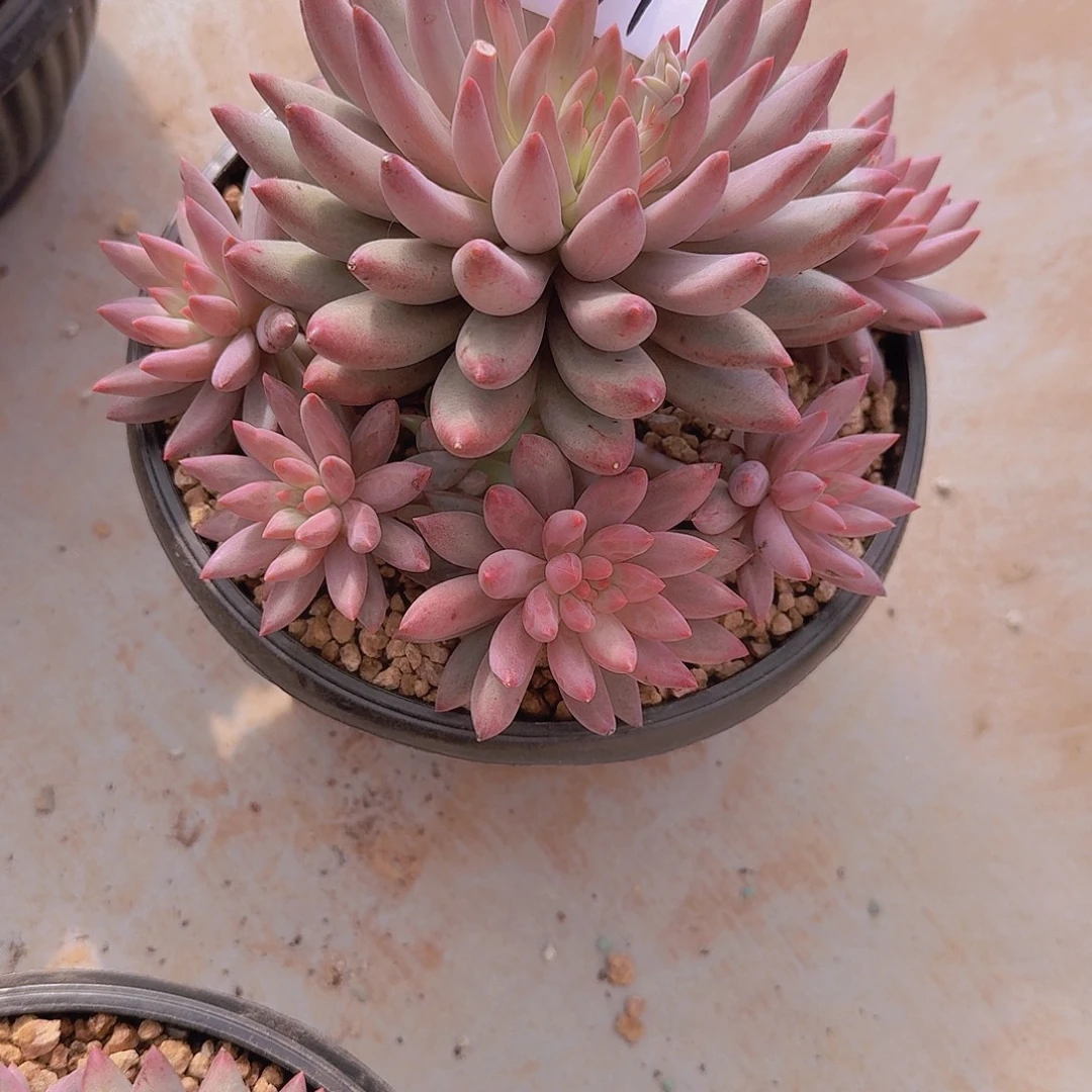 用***81662流沙虞多肉植物