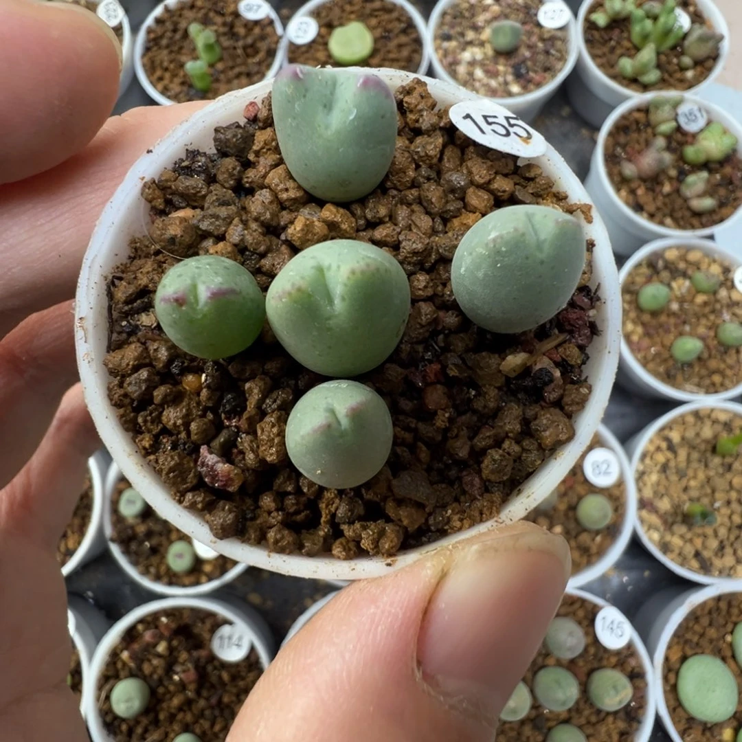 皮卡丘一颗脱土1550000