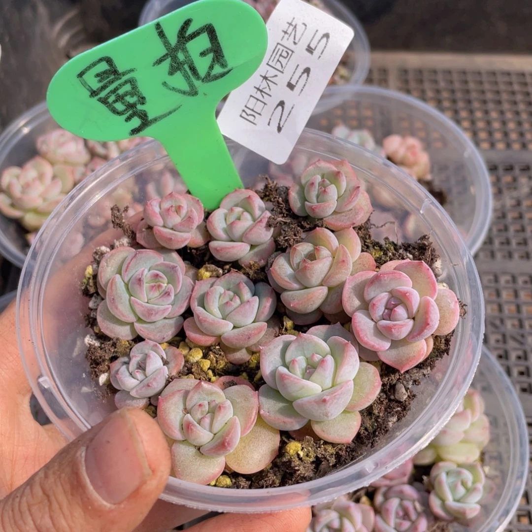 量拍多肉植物多肉植物255