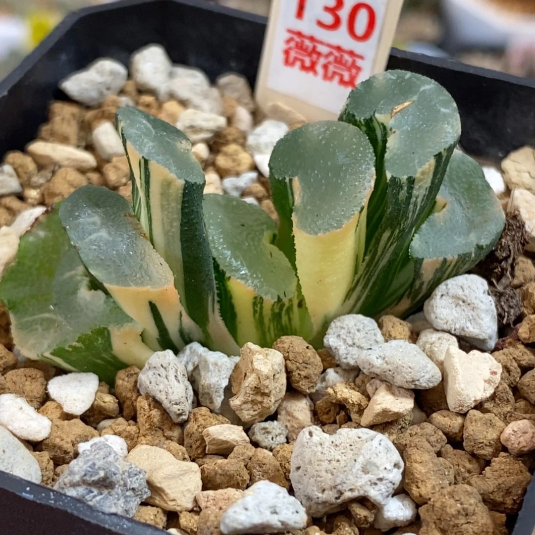 130大绳玉扇多肉植物盆栽