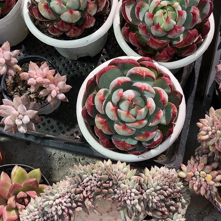 惊鸿256678888899999