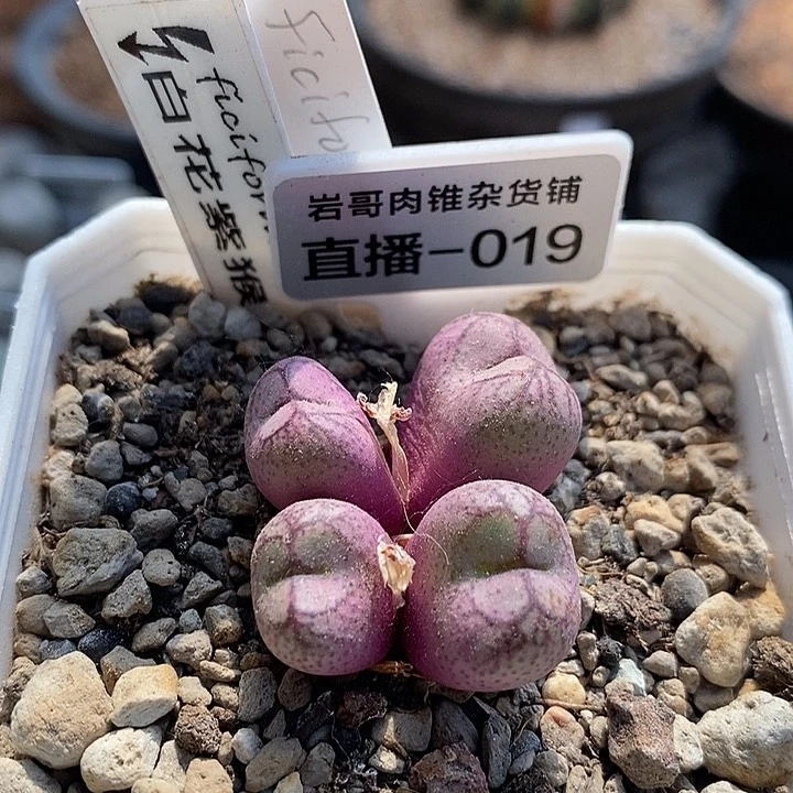 岛田种源白花紫猴4头群
