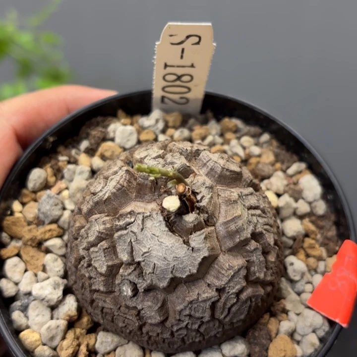 1802 南非龟甲龙带盆包邮