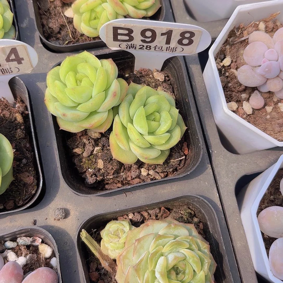 B918宝宝绿一物一拍