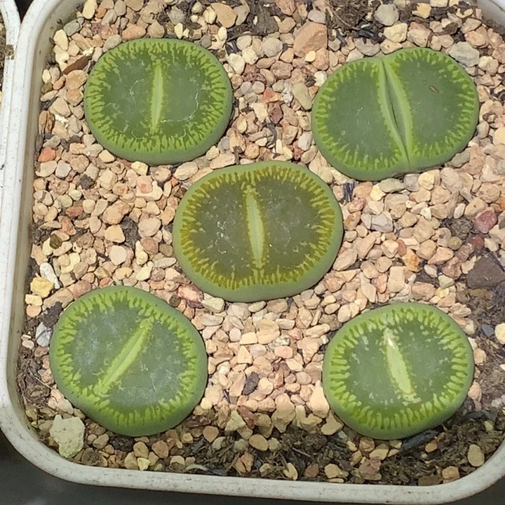 精品多肉植物全窗绿光阳