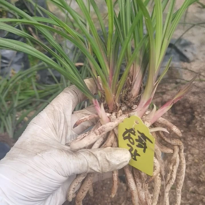 完全开放惠兰红香妃浓香型