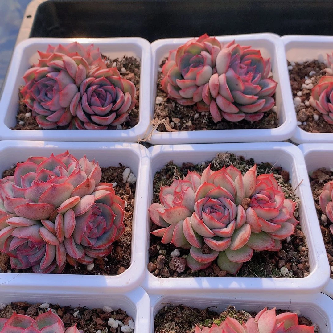 法兰西玫瑰235789900000