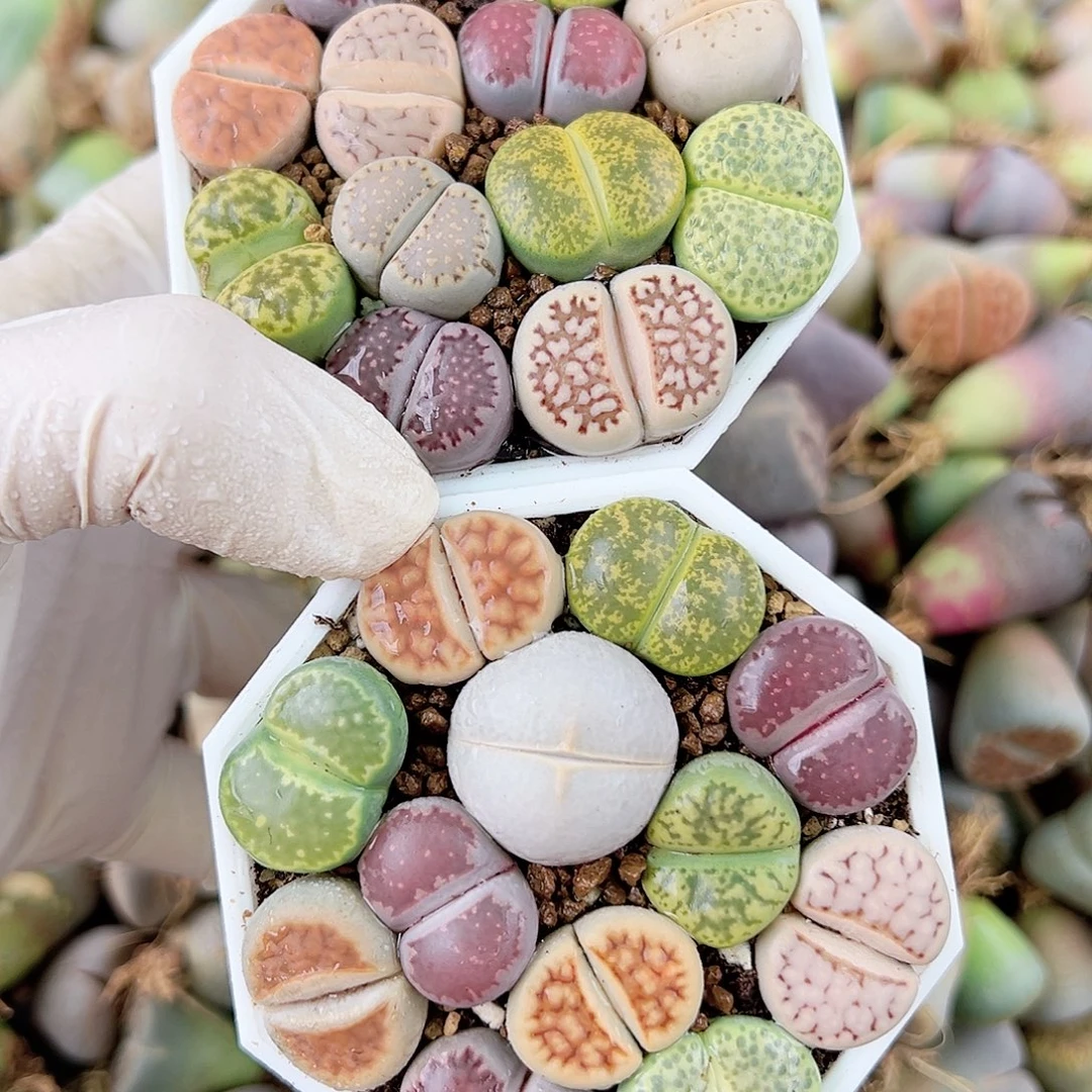 1000 好养易活生石花大母本两盆