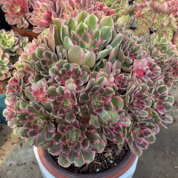 688男神精品法师老桩