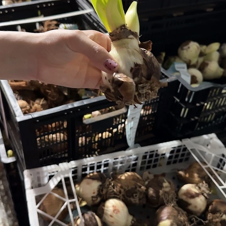 蒂卡莲花6公分左右丑球