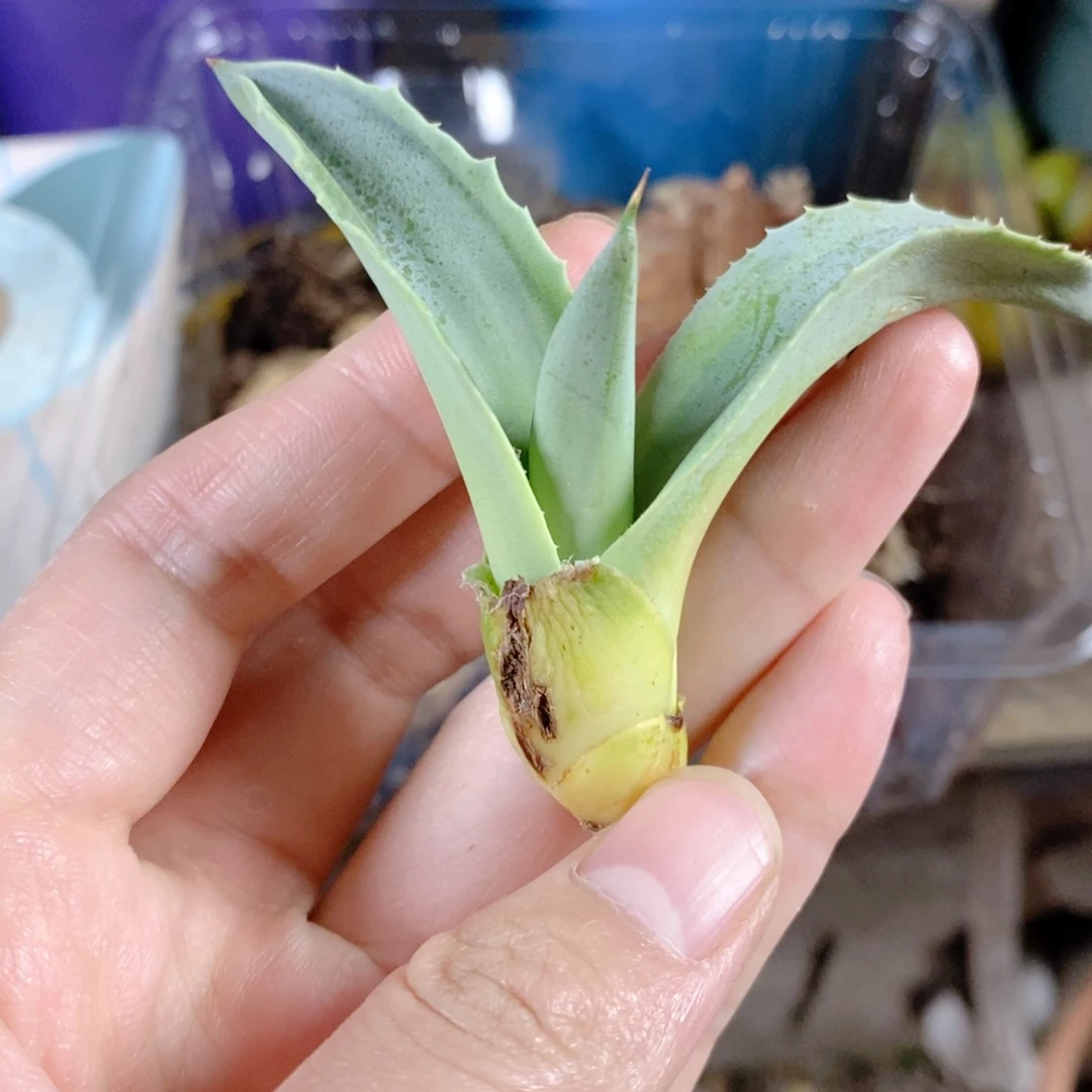 鲸鱼舌覆轮 11111111