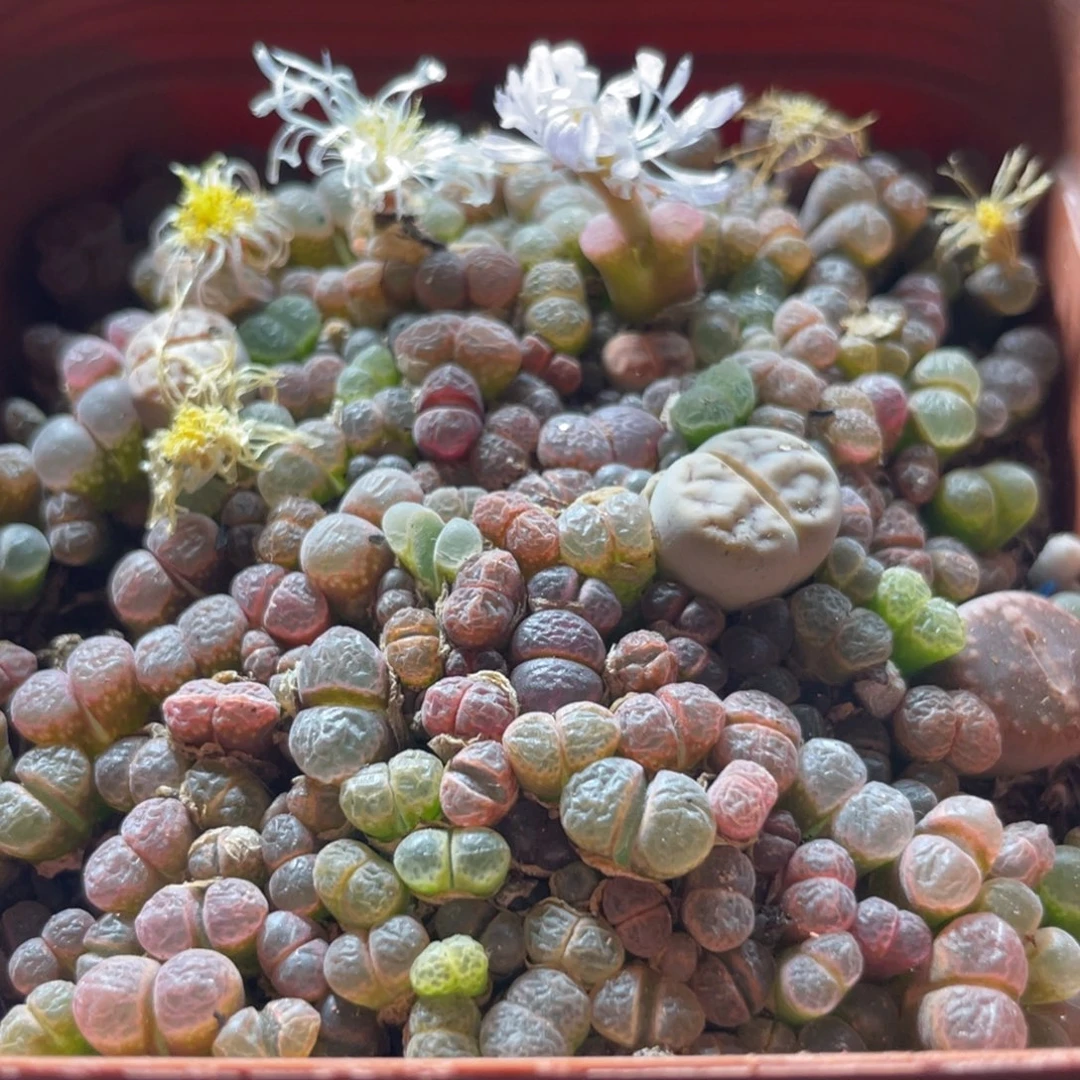 五彩风铃一物一拍～2