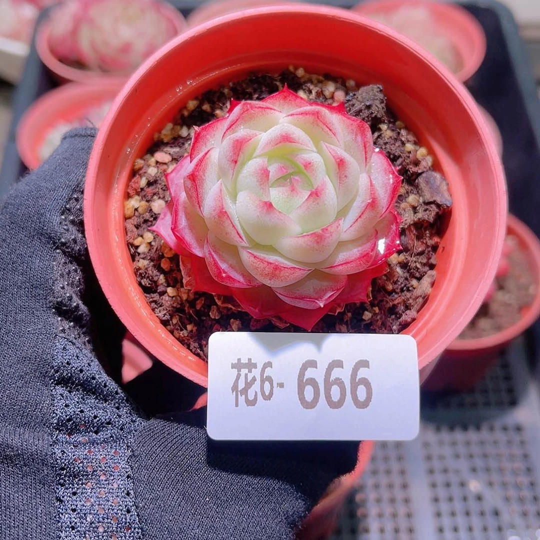 花利美6-666女王
