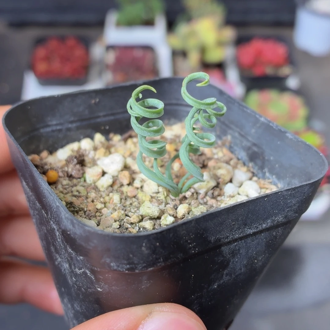 贵妃弹簧草多肉9.9包邮发货