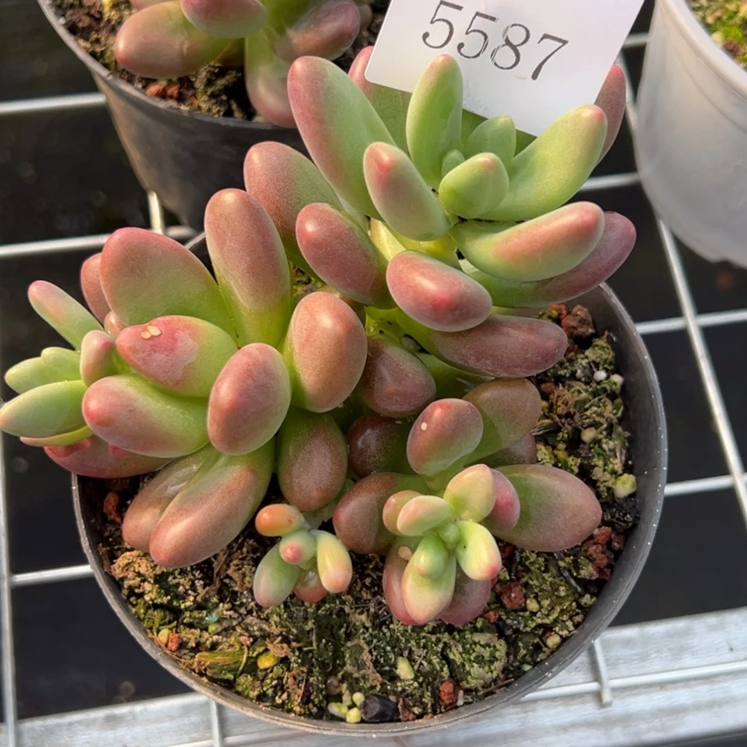 今**?5587多肉多多多多多