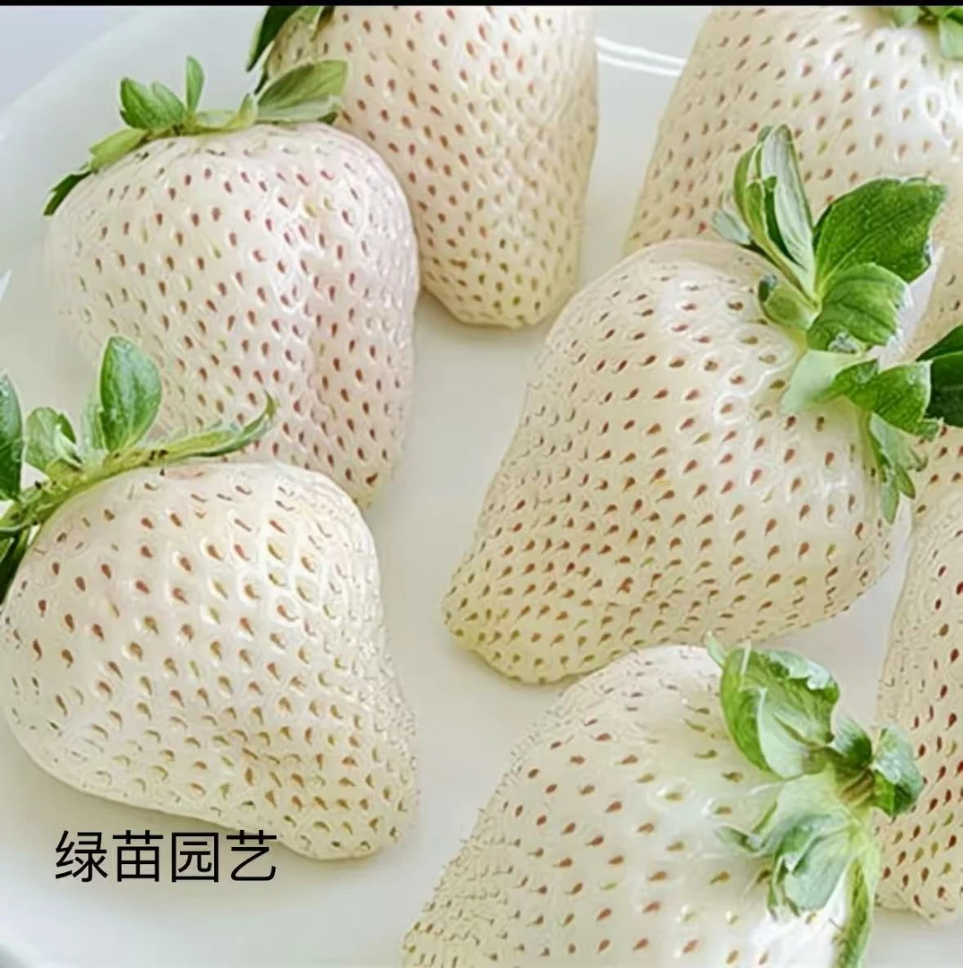 越雪妃草莓苗原盆原土带花适合南北方室内阳台庭院种植