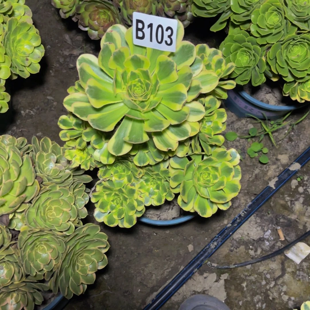 保时捷26///38包邮