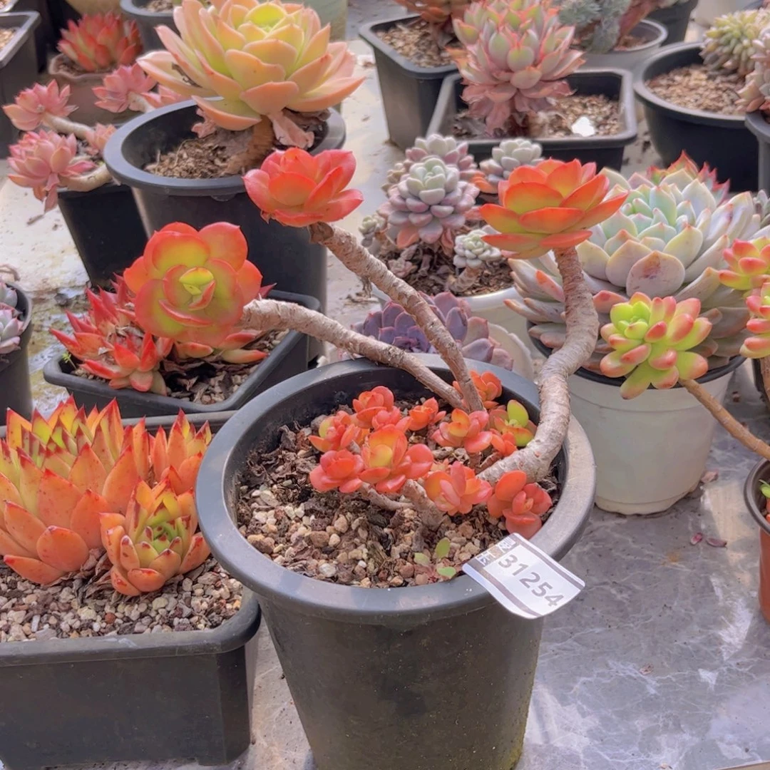 红梅多肉植物31254