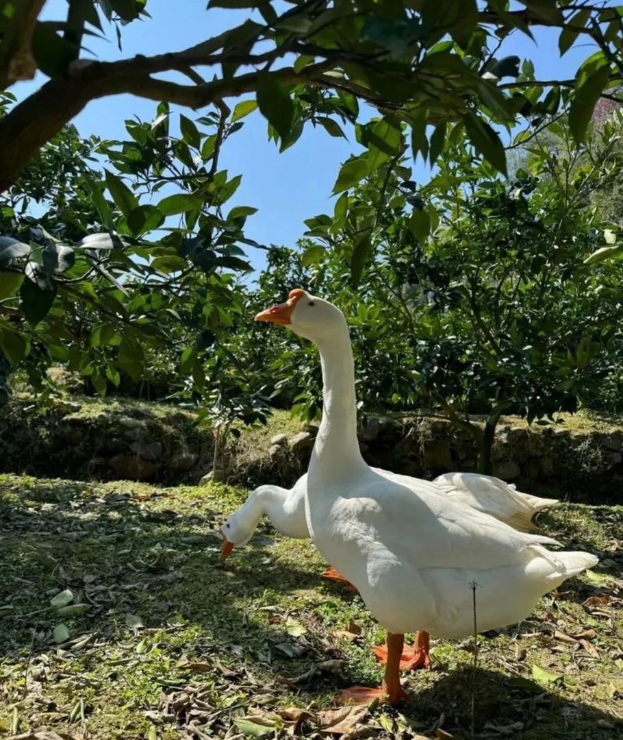 东北150天散养大鹅（带心肝）