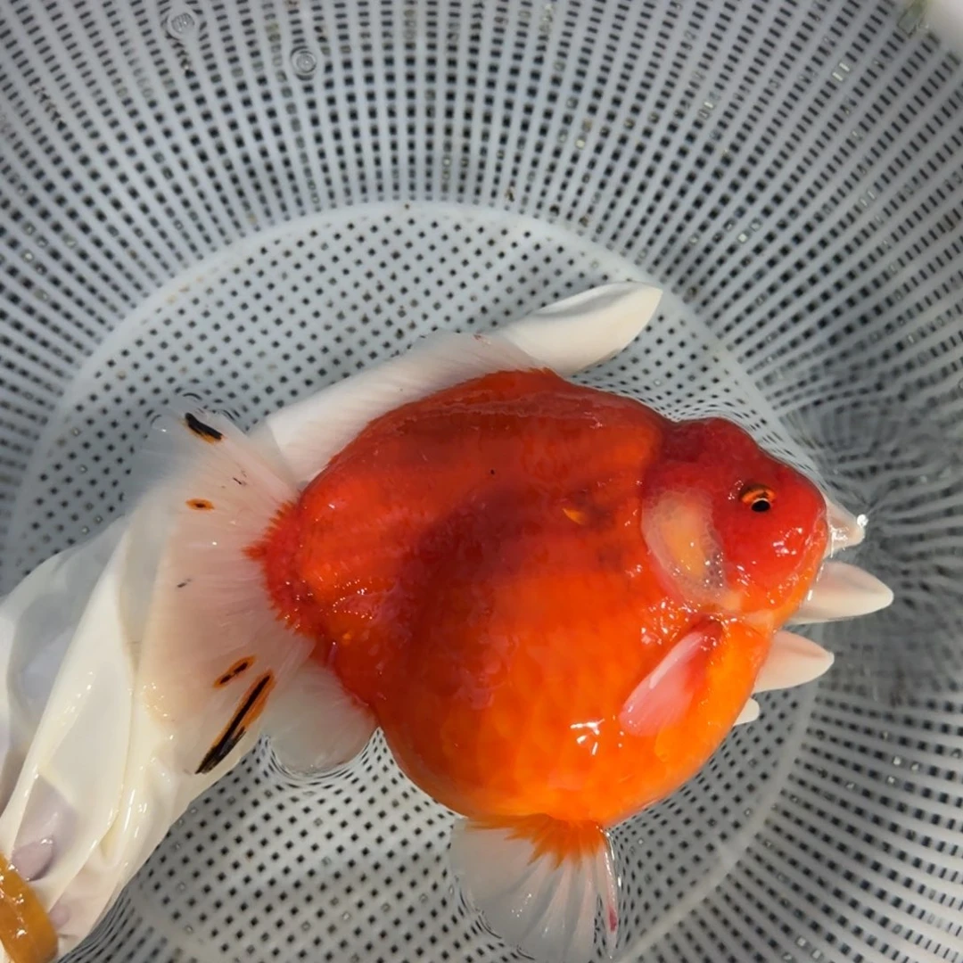 金鱼类不分公母17