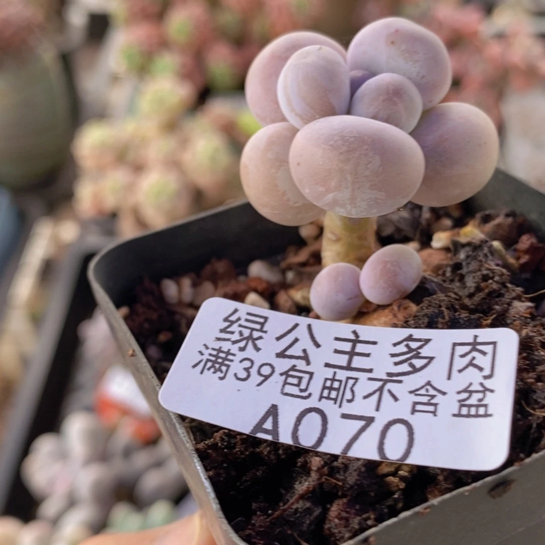芭比奶洛3cm070多肉植物
