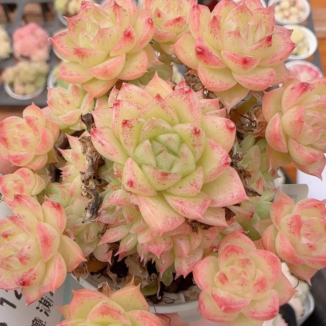 花语多肉1221-239散