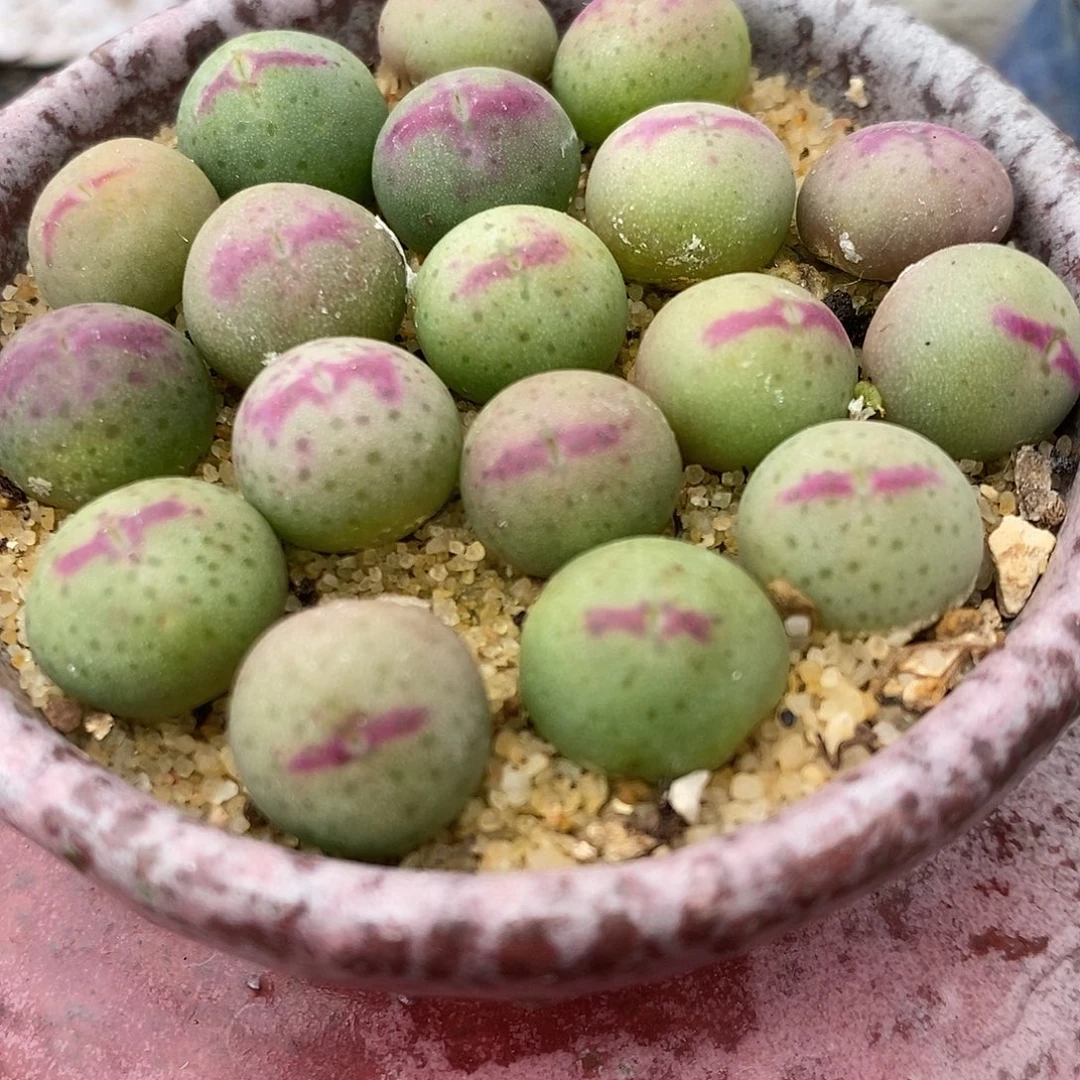 136号皮卡丘一颗。