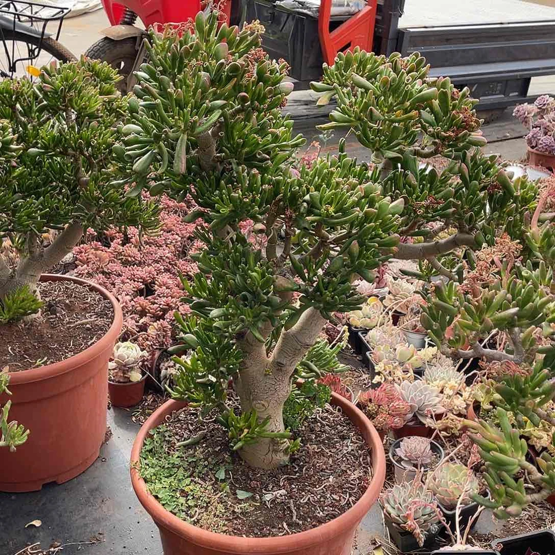 9年吸财树带土球发货