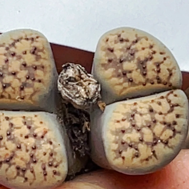 188血点潮贡双头c159