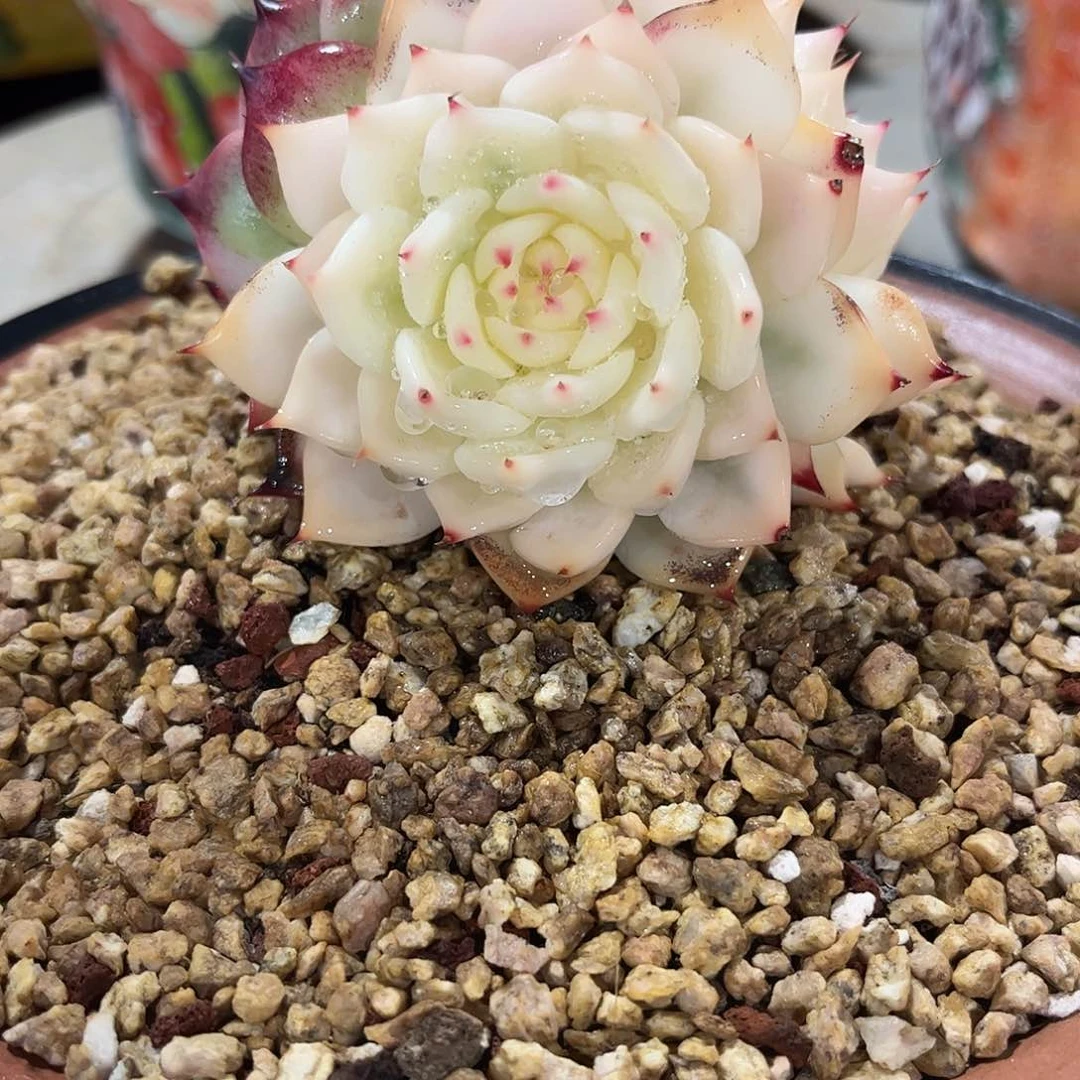 寄养链接的肉肉的肉肉