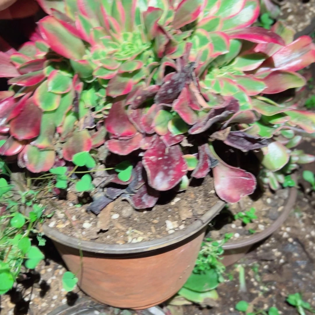 233 号多肉植物法师新年福利