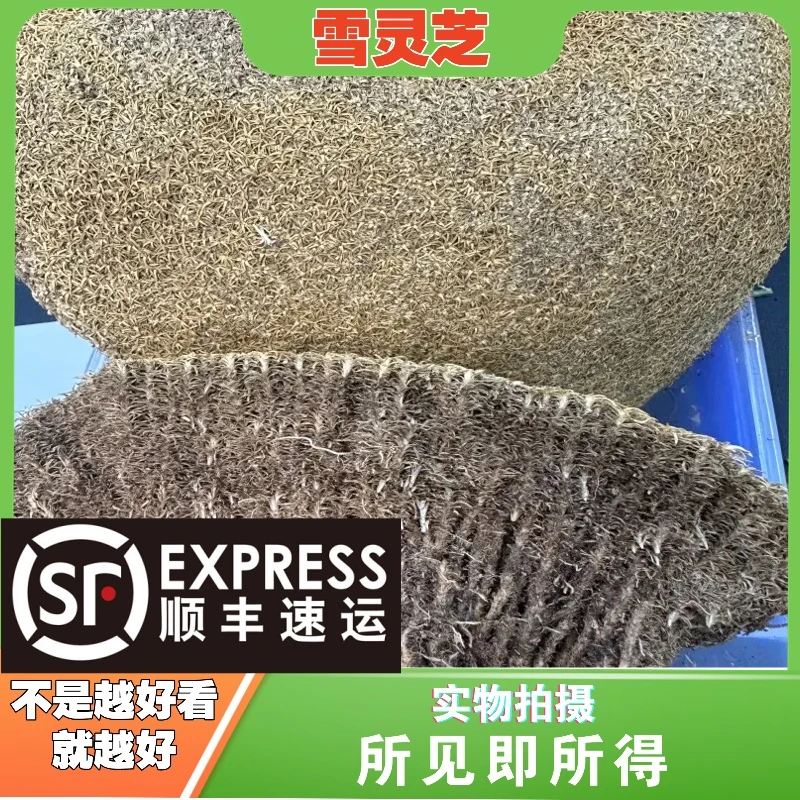 雪灵芝成都中药材批发别名：阿仲尕布人间仙草草灵芝